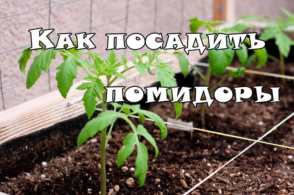 Правильная посадка помидор в теплицу из поликарбоната: когда высаживать и как сажать