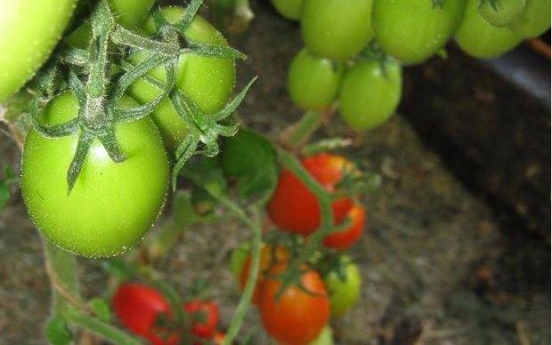 Томат ниагара: характеристика и описание сорта, урожайность отзывы и фото