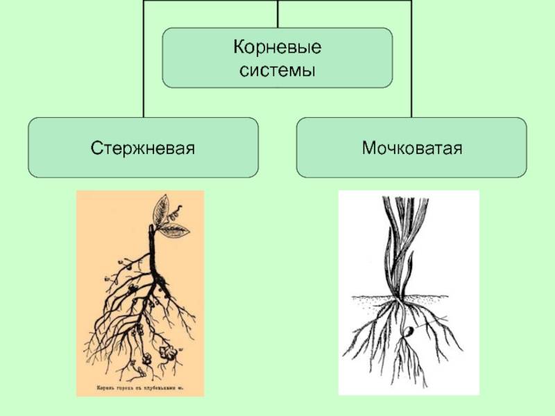 Стержневая. Мочковатая морковь. Мочковатая корневая система. Стержневая корневая система. Корневая система моркови стержневая или мочковатая.