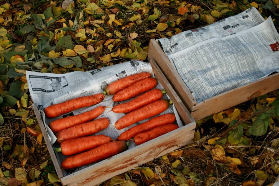 Где и как можно сохранить морковь на зиму в домашних условиях в квартире?