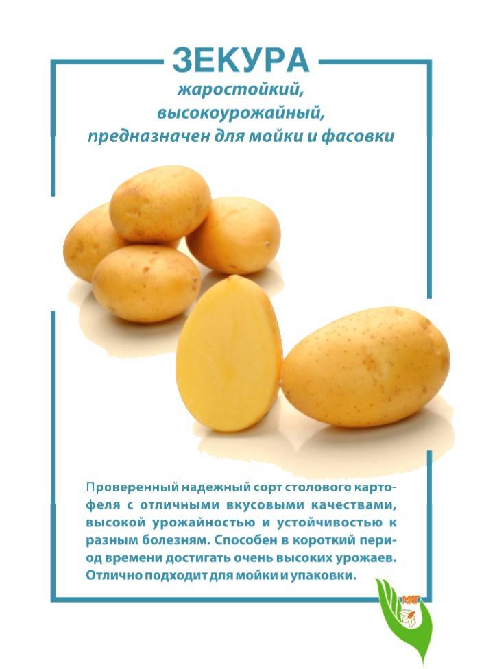 Картофель зекура: характеристика сорта, отзывы, вкусовые качества
