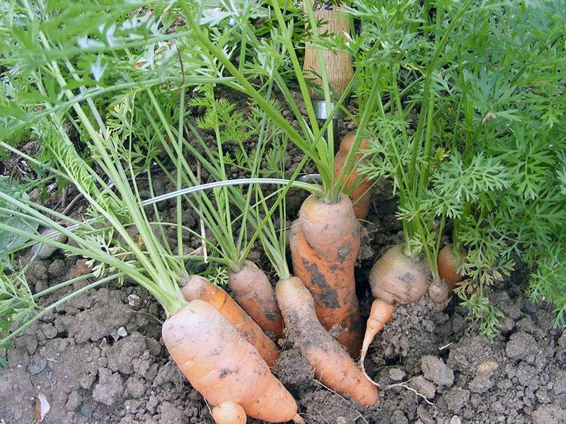 Полив моркови в жаркую погоду. Морковь на грядке. Морковь растет на грядке. Морковь посевная. Полив грядок с морковью.