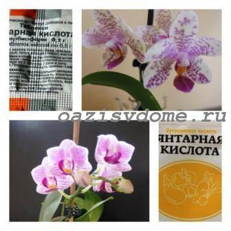 Как разводить янтарную кислоту для орхидей в таблетках для полива: правильная дозировка и пропорции того, как сделать раствор для подкормки