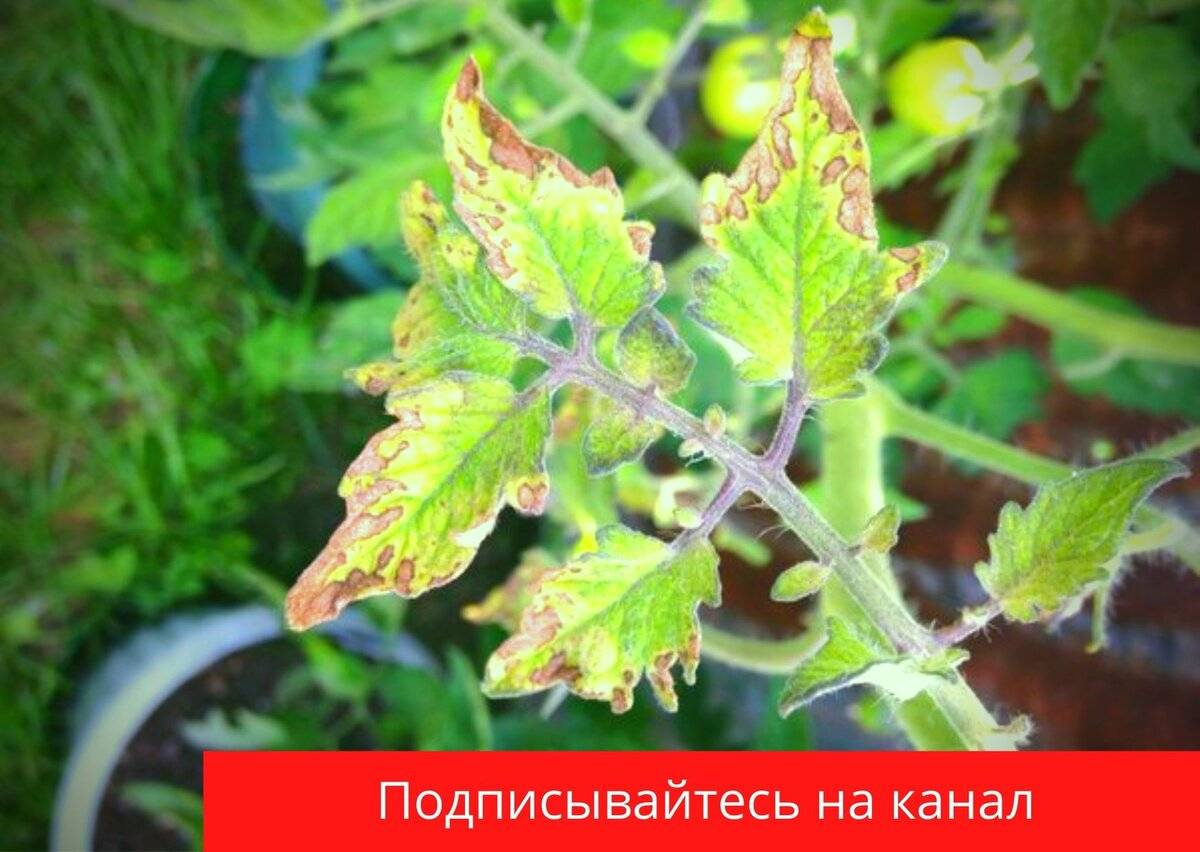 О каких болезнях помидоров говорят листьея?