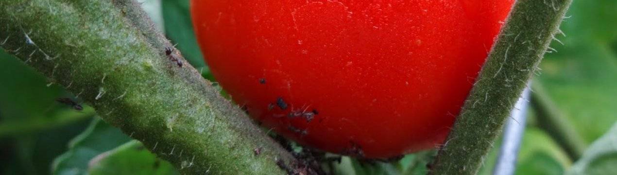 Тля на помидорах и результативные средства борьбы с ней