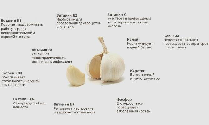 Польза и вред чеснока для здоровья — 10 фактов о его влиянии на организм человека