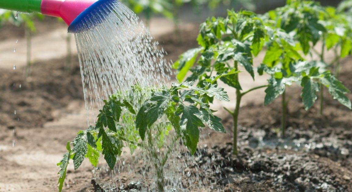 Как поливать рассаду помидоров - полив томатов, основные правила и сроки полива в домашних условиях на подоконнике | спутниковые технологии
