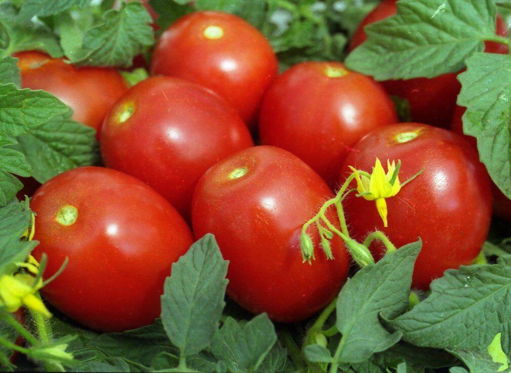 Какие сорта томатов будут лучшими для посадки в 2021 году