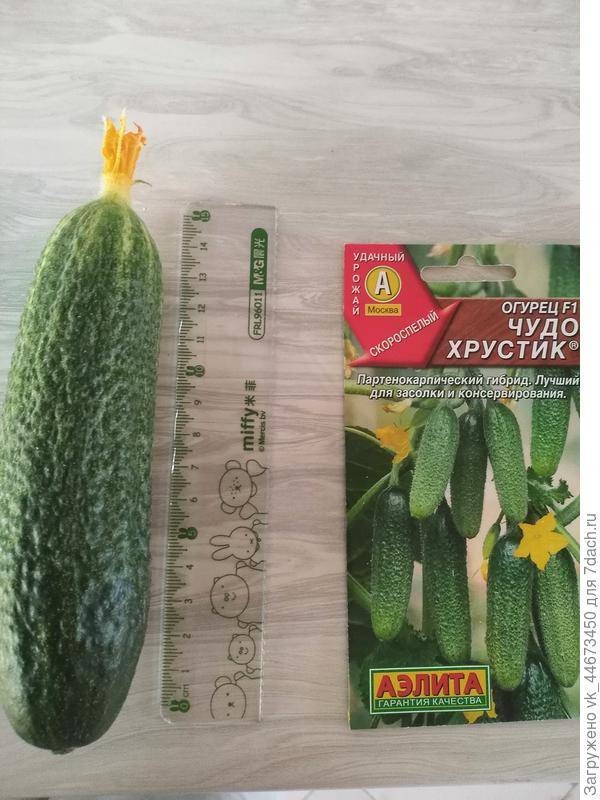 Огурец сорта хрустик