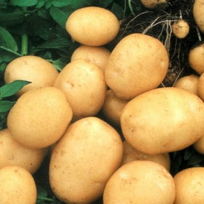 Сорт картофеля колобок: описание и характеристика, отзывы