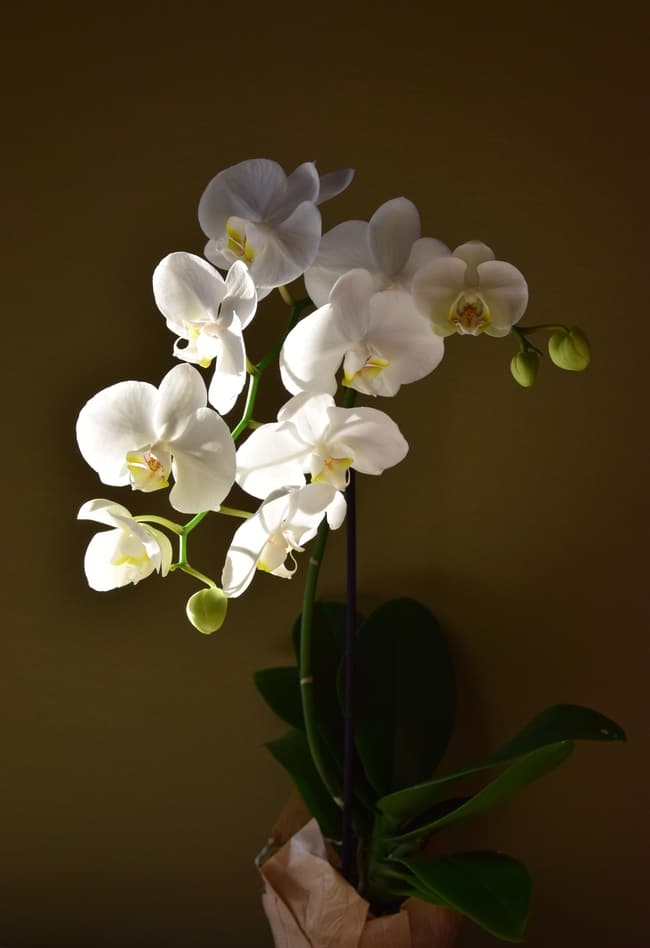 Узнайте, сколько времени цветет орхидея в домашних условиях