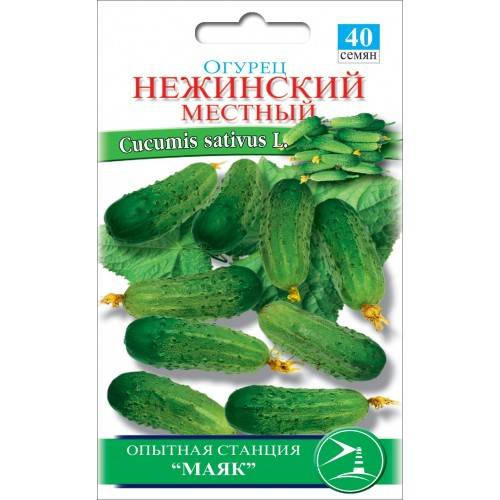 Нежинские огурцы: описание, вырващиваиние, уход, фото