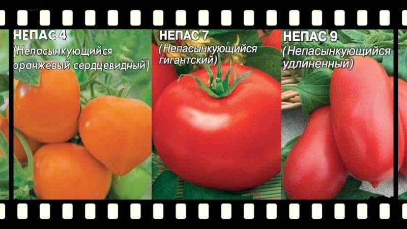 Характеристика и описание сортов непасынкующихся томатов