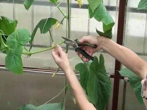 Правильная тыква: как формировать и прищипывать стебель