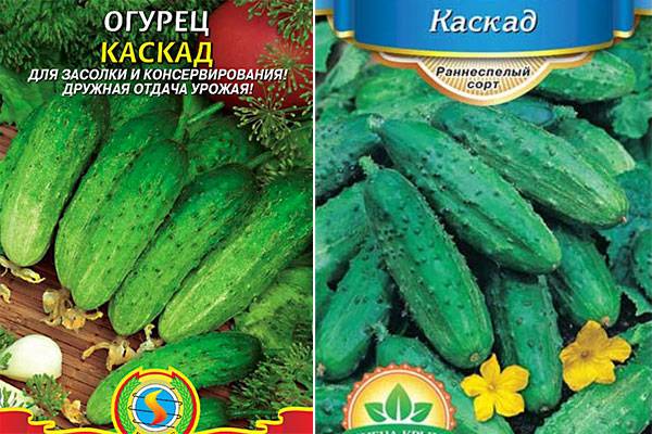Огурец алтай, миранда, каскад, рестина и алтайский ранний: лучшие сорта для северо-запада с фото