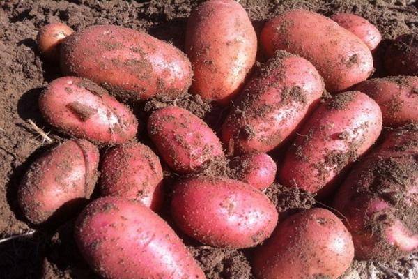 Характеристика и описание сорта картофеля красавчик, выращивание и уход