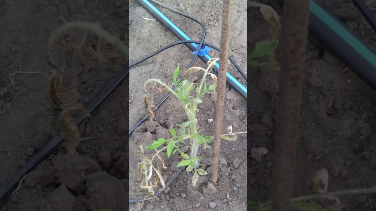 Как спасти рассаду помидоров, если она подмерзла?