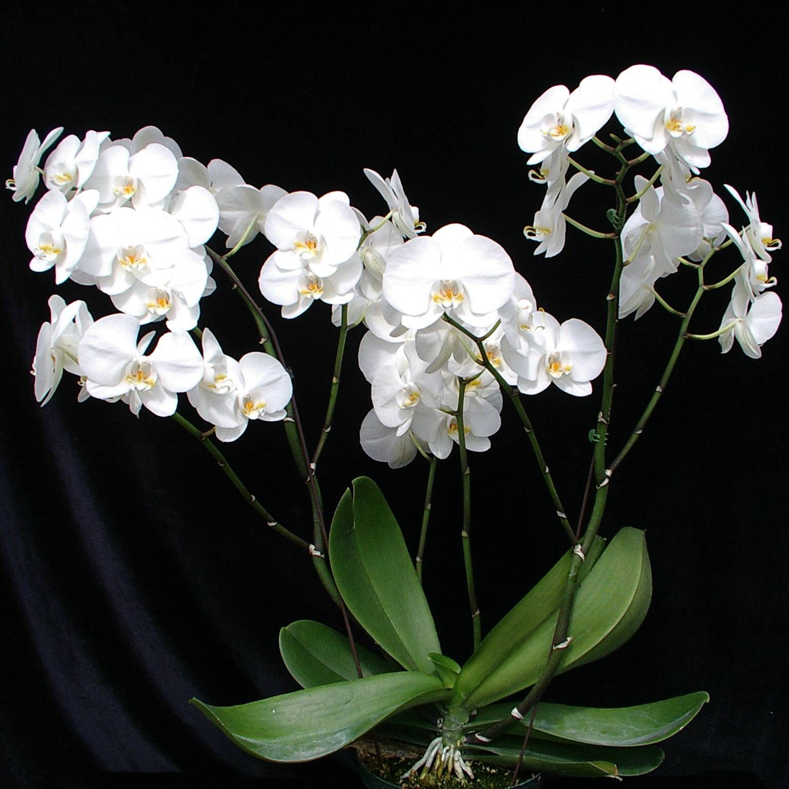 Орхидея муккала фото и описание