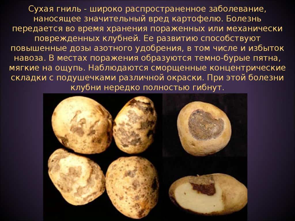 Болезни клубней картофеля фото и описание: защита, лечение и профилактика