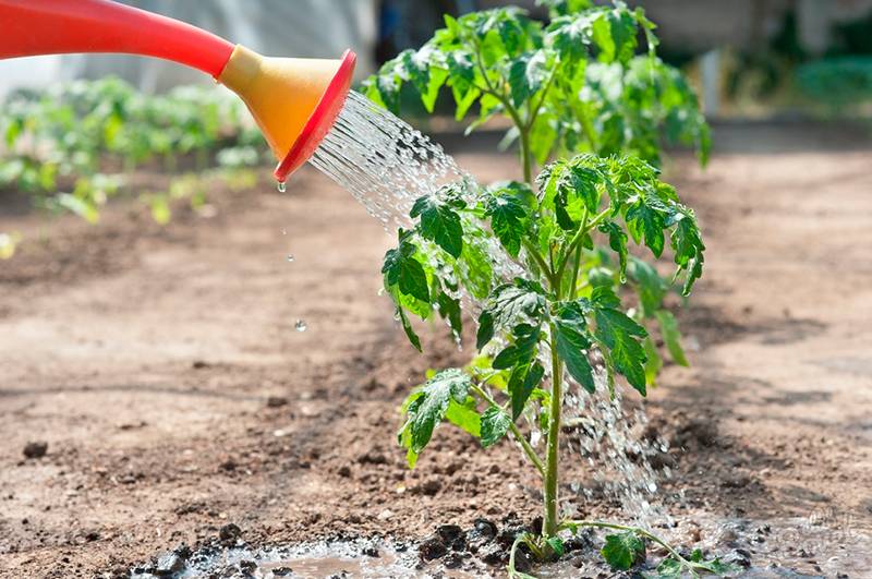 Полив помидоров в теплице: как часто и правильно поливать томаты русский фермер