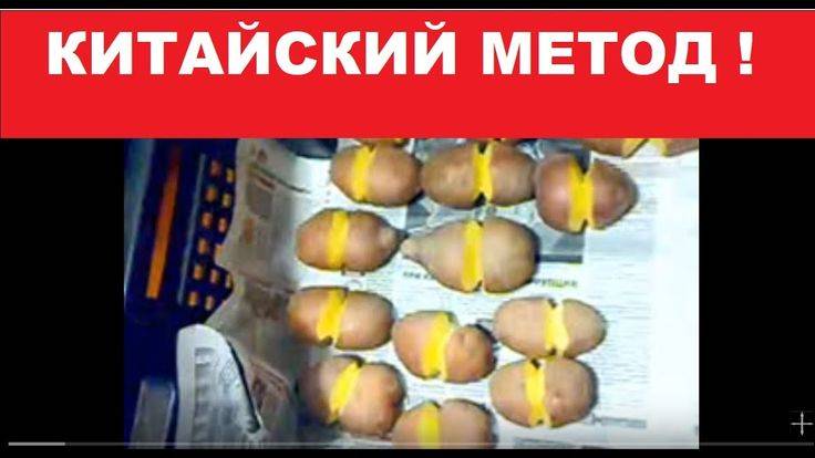 Выращивание картофеля по китайскому методу
