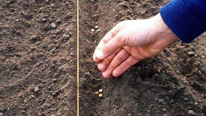Сорта моркови для выращивания в средней полосе: лучшие в россии виды для зимнего хранения, фото и отзывы о посадке, чем отличается морковка