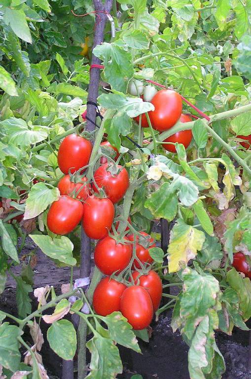 Томат новичок (характеристика помидор, описание, отзывы, выращивание)