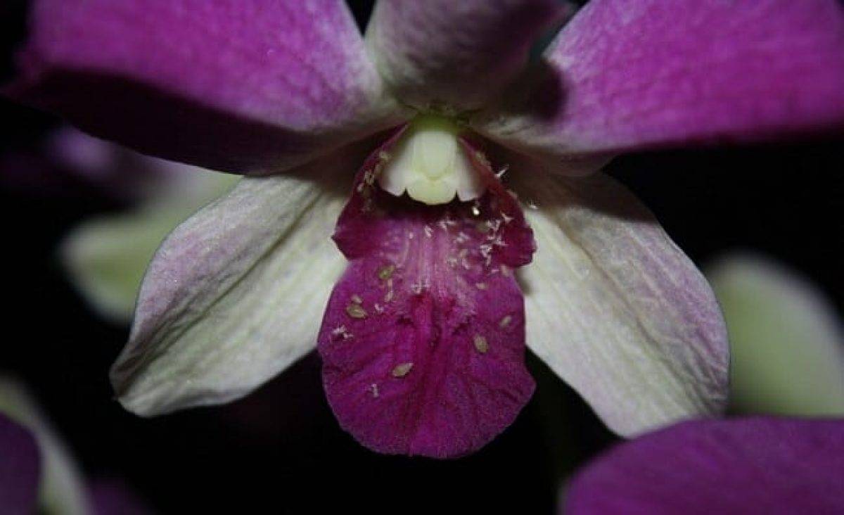 Тля на орхидеях – как бороться в домашних условиях