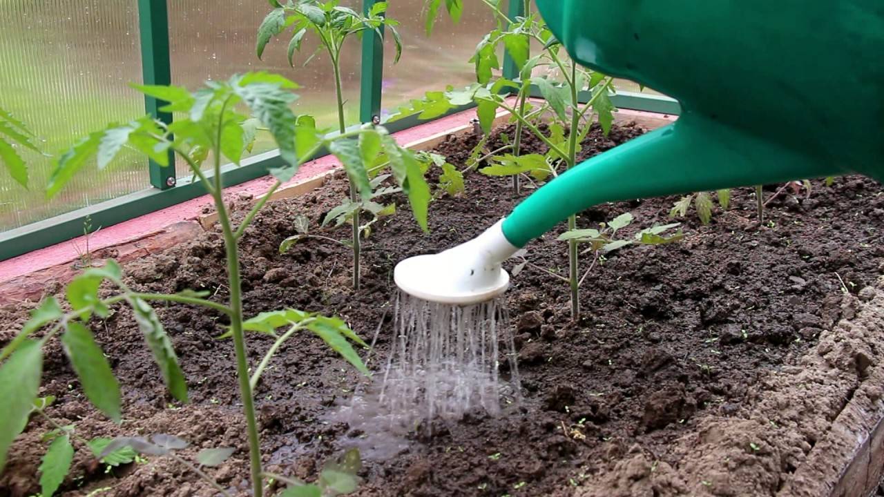Как часто нужно поливать помидоры | огородовед