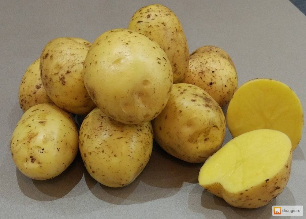 Картофель гала: характеристика сорта и вкусовые качества, срок созревания