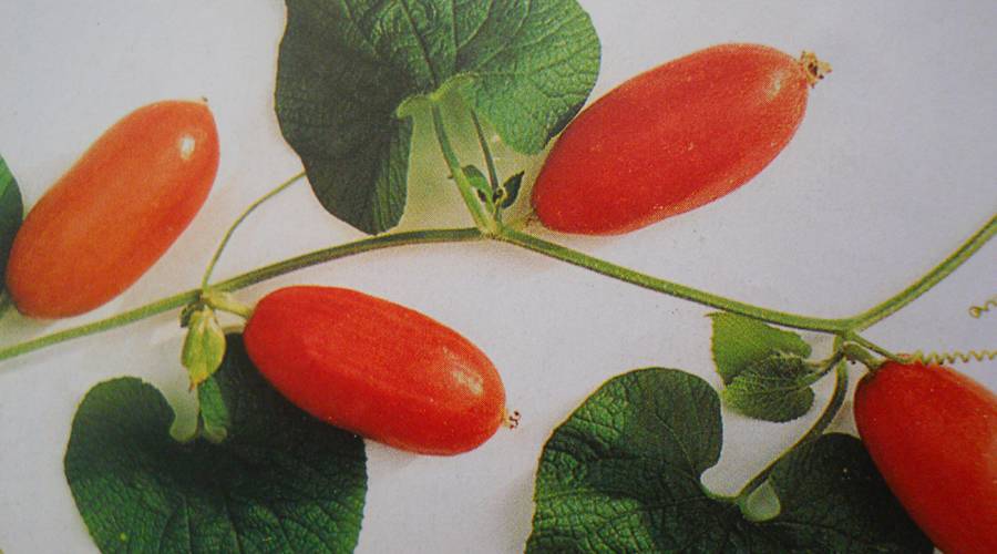 Красные огурцы (тладианта): описание, характеристика, особенности выращивания