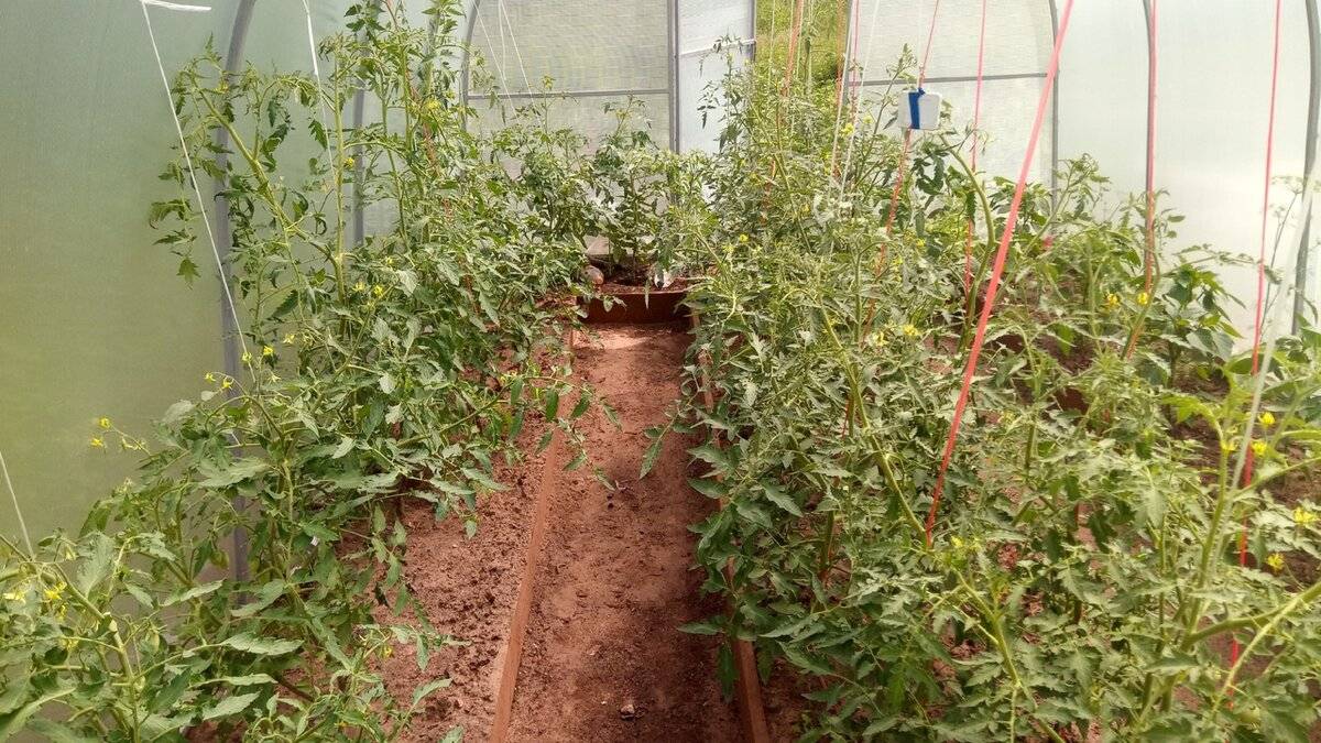 Почему опадают цветы у помидор в теплице