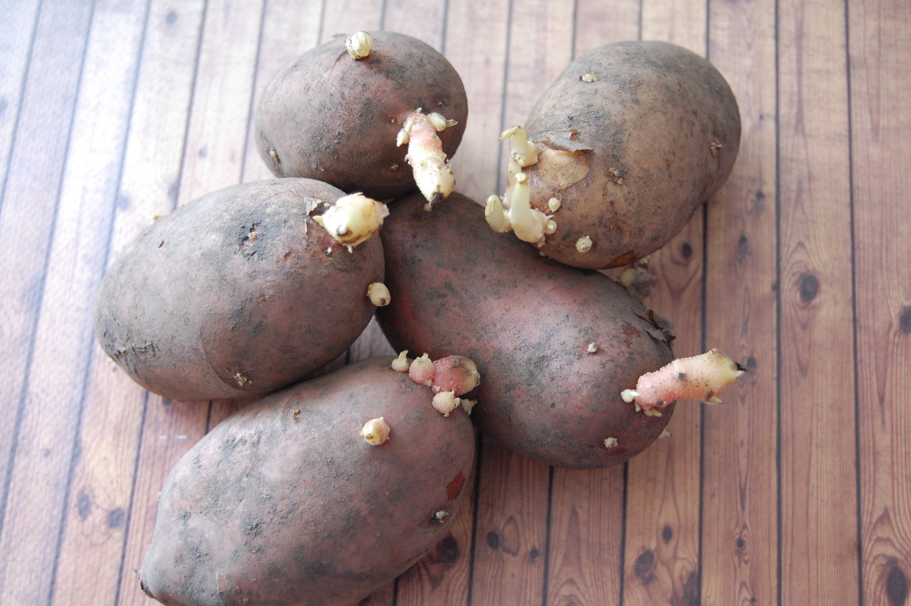 Когда проращивать картофель на посадку. Клубень картофеля. Проросший картофель. Посадка картошки. Картофельный клубень.