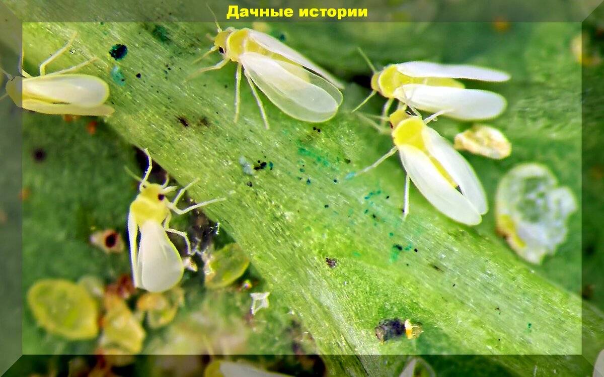 Как избавиться от белокрылки в теплице на огурцах: самые эффективные методы борьбы и профилактики