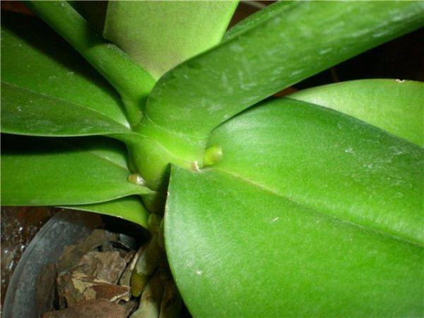 Важные факты о цветоносе у орхидеи – изучаем строение растений