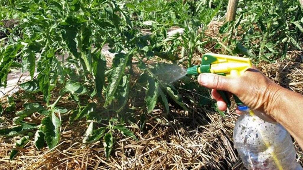 Полив томатов борной кислотой: как полить помидоры таким раствором, можно ли поливать ослабленные растения и как часто, секреты правильного применения