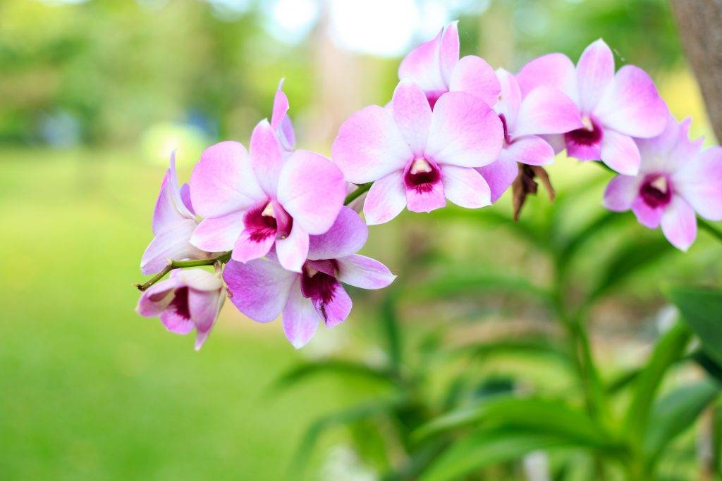 Чесночная подкормка для орхидей