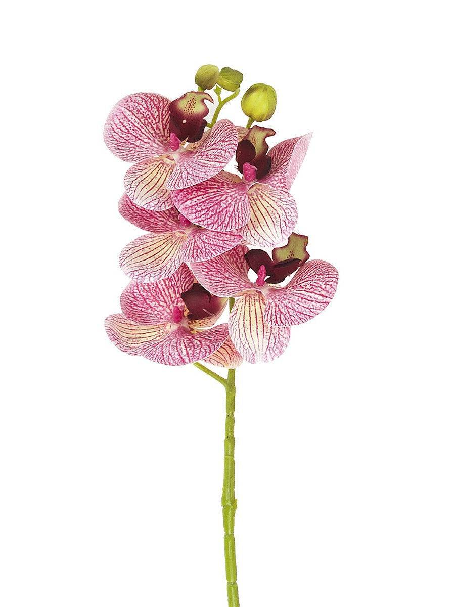 10 необычайно красивых зеленых орхидей для вашего подоконника