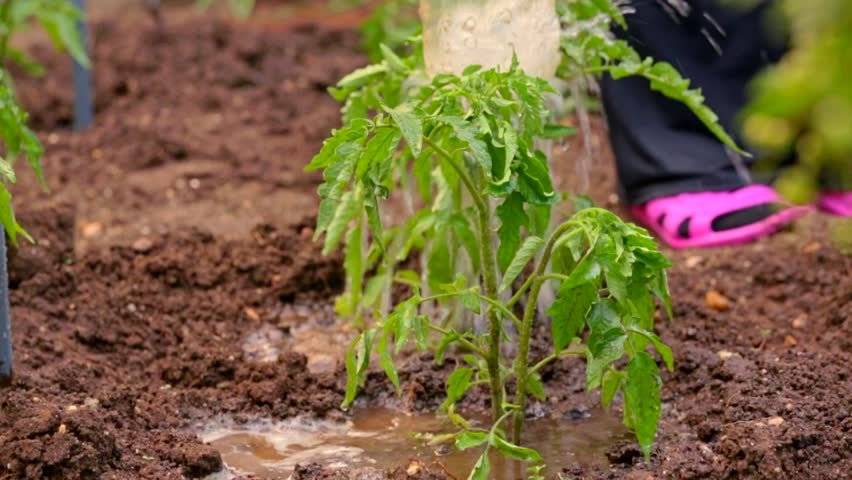 Подкормка рассады томатов и перца народными средствами: удобрения для хорошего урожая