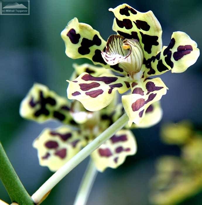 Популярные виды орхидей: описание, рекомендации по выбору сорта для выращивания – дачные дела
