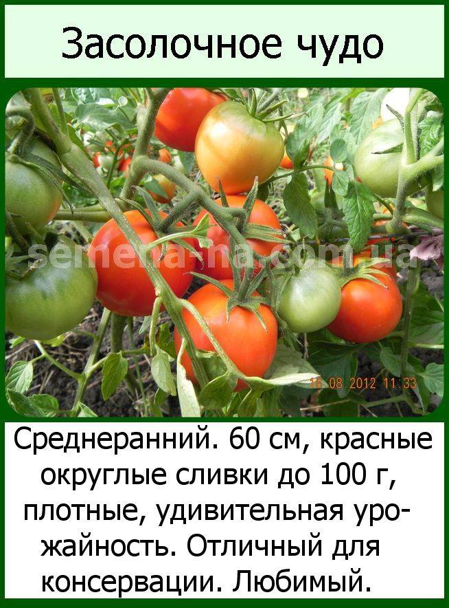 Компактный томат повышенной продуктивности. описание засолочного чуда