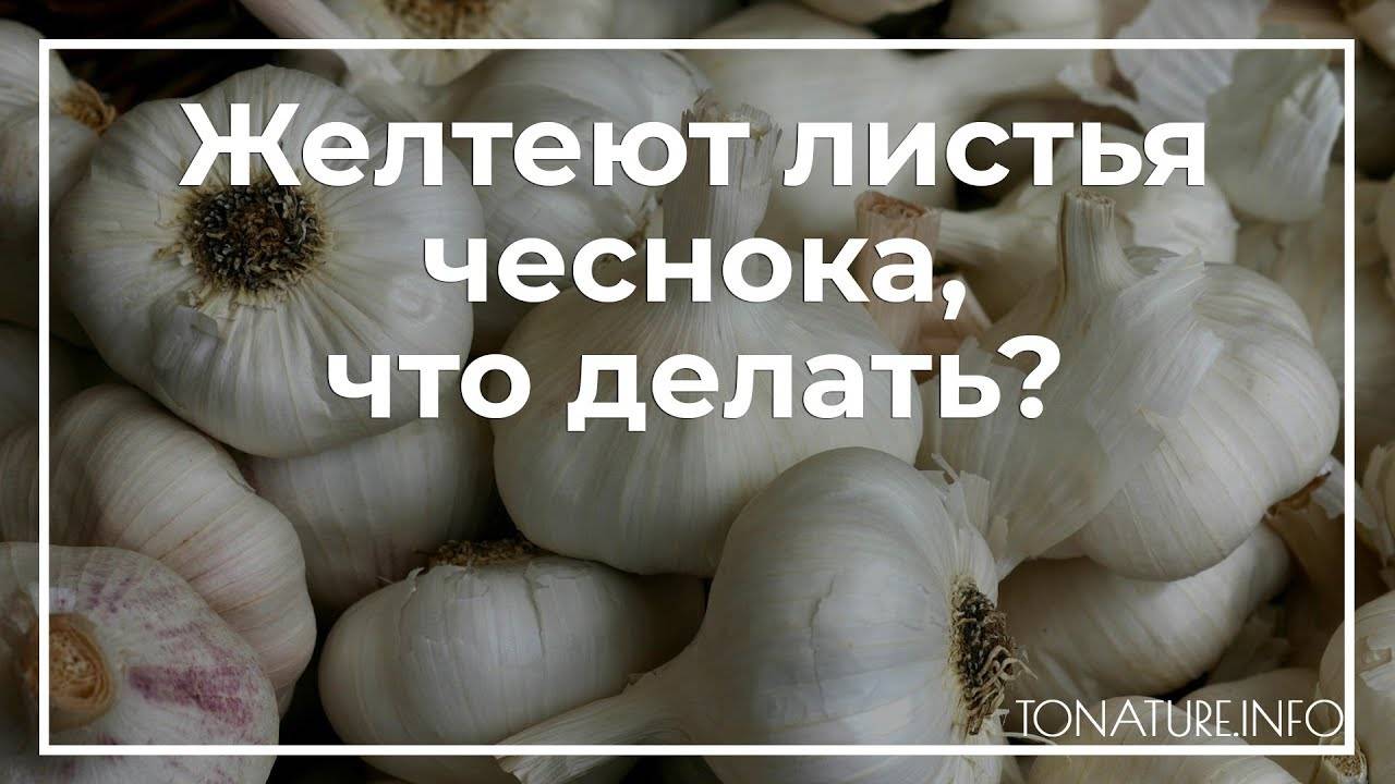 Почему желтеет чеснок на грядке, что делать: народные средства чтобы подкормить овощ, можно ли применять нашатырный спирт для устранения проблем с "перьями"