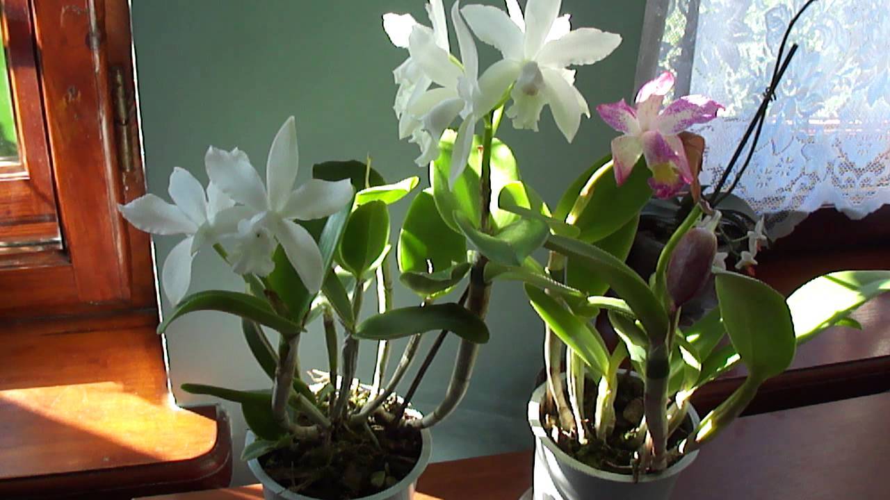 Орхидея каттлея (53 фото): сорта цветка, посадка и уход в домашних условиях, размножение, пересадка