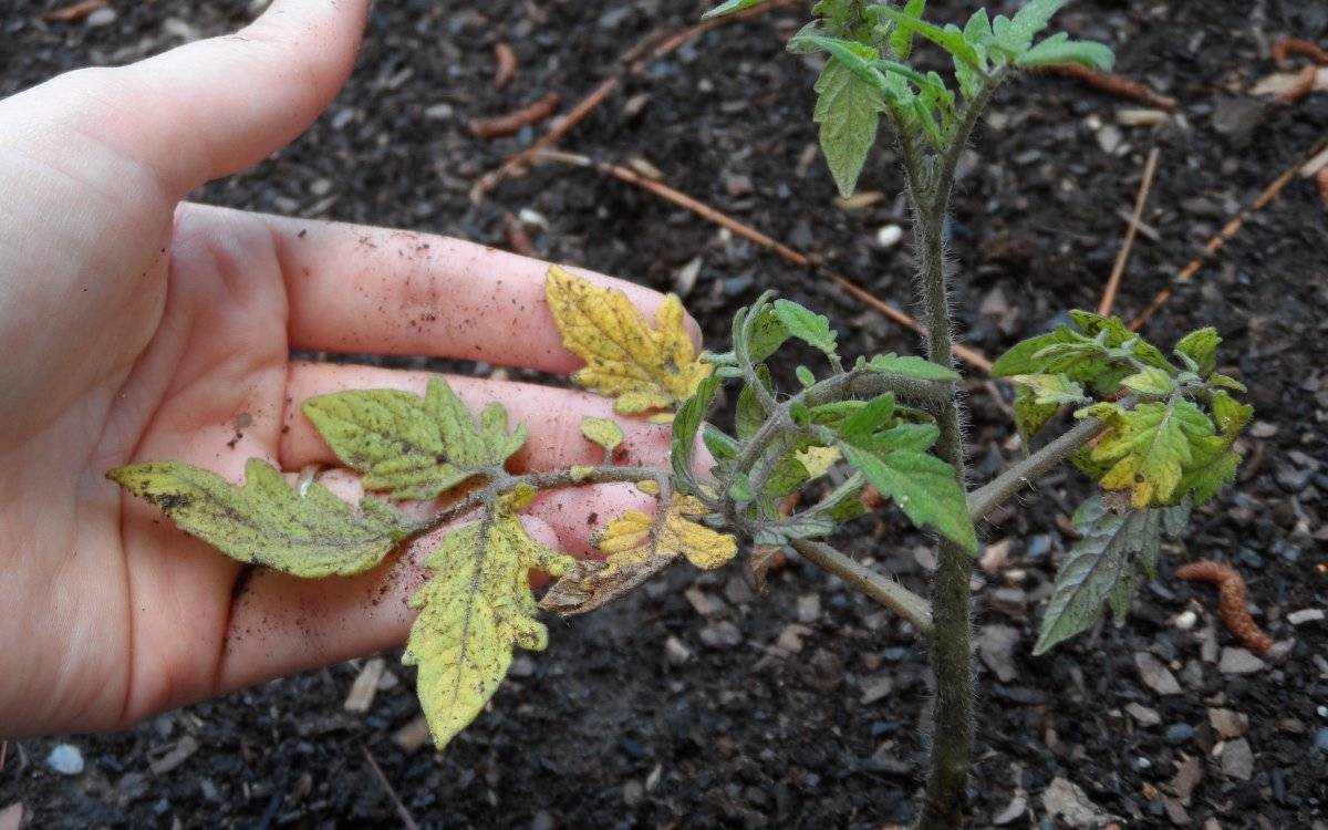 Почему сохнут и желтеют листья у томатов в теплице: причины, болезни, вредители