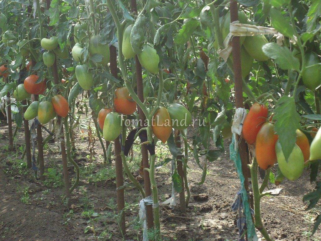 Выращивание томата де барао царский