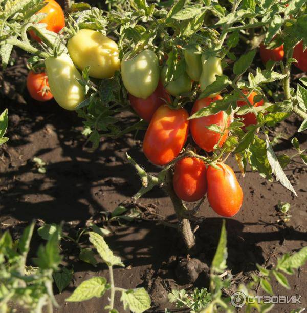 Томат лентяйка: характеристика и описание сорта, урожайность, отзывы огородников