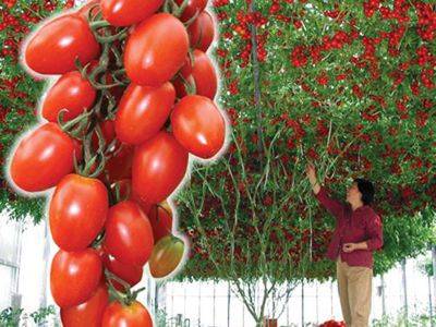 Томатное (помидорное) дерево спрут f1: выращивание в открытом грунте, посадка и уход + отзывы и фото