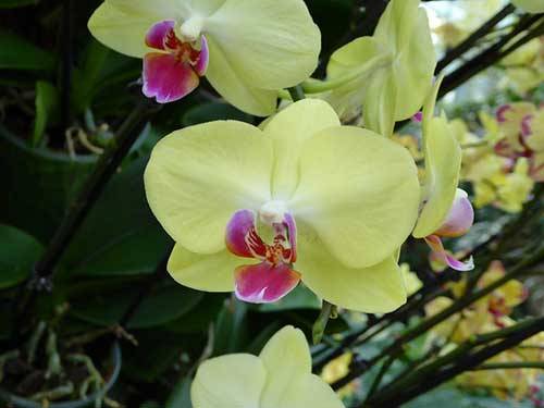 Запоминающаяся желтая орхидея — описание и сорта, их фото. выращивание цветов