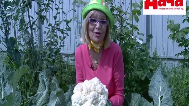 Ганичкина про помидоры: пасынкование, формирование куста