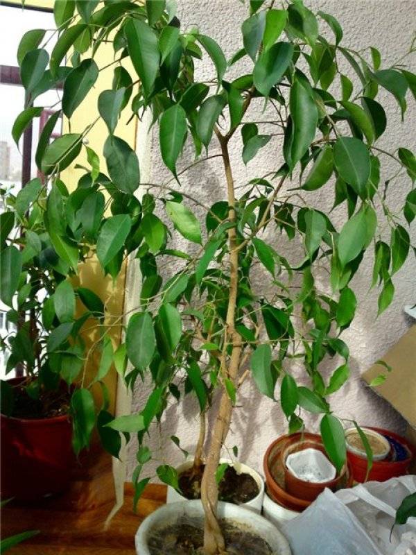 Фикус домашний - фото, уход, размножение, пересадка, обрезка растения